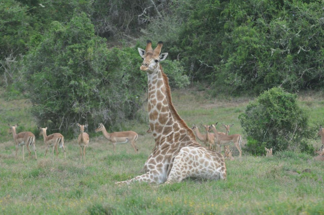 Hopewell Private Game Reserve Buyskloof Exterior foto