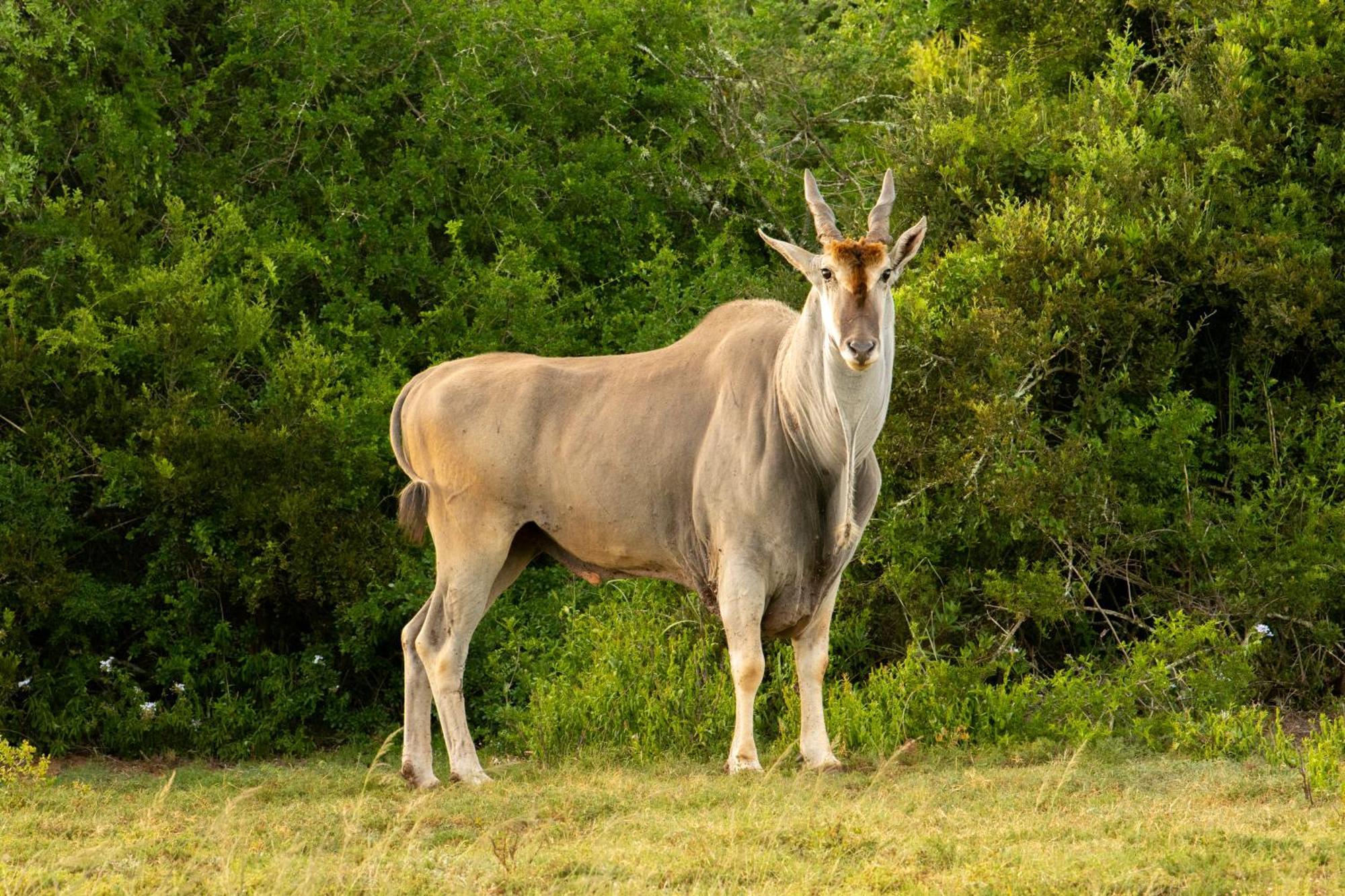 Hopewell Private Game Reserve Buyskloof Exterior foto