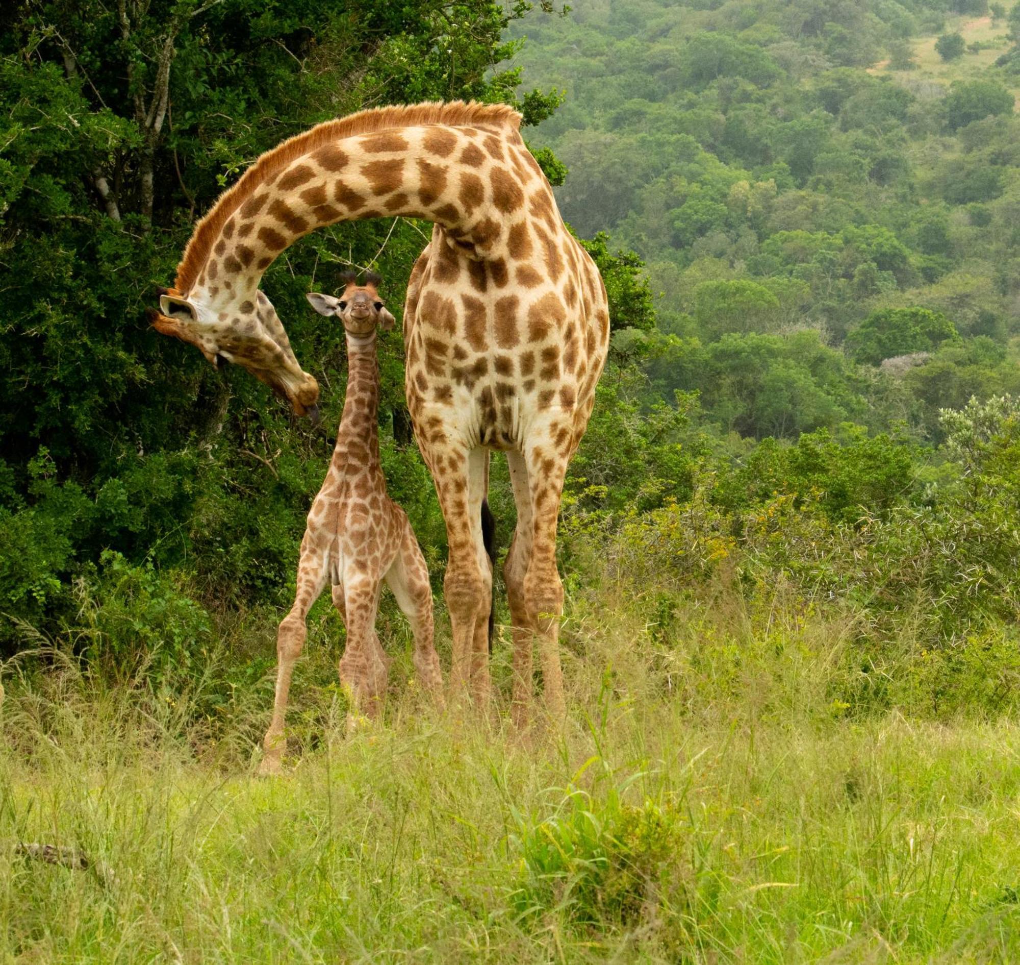 Hopewell Private Game Reserve Buyskloof Exterior foto